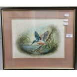 CHRISTOPHER SCALES, Kingfisher, watercolour, signed and dated,