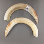 A boars tusk in two parts