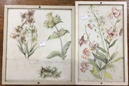 ENGLISH SCHOOL (19th/20th century), Orchid Studies, watercolour with annotations,