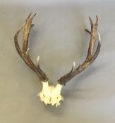 A set of antlers