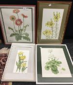 Four framed DAPHNE WEBB botanical watercolour studies,