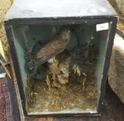 A Victorian taxidermy specimen of a kestrel,