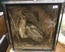 A Victorian taxidermy specimen of a bittern,