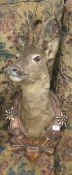 A taxidermy specimen of a mounted deer's head