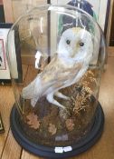 A Victorian taxidermy specimen of a barn owl,