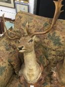 A taxidermy specimen of a mounted deer's head