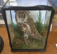 A Victorian taxidermy specimen of a long eared owl, cased,