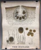 Two medical printed wall diagrams of Fucus Vesiculosus and others,