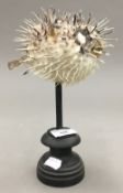 A taxidermy specimen of a puffer fish on an ebonised stand