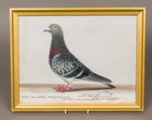 J BROWNE (20th century) Walkley Pilot, Racing Pigeon, standing before a plain ground Oil on board,