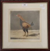 A 19th century cock fighting print, Yorkshire Hero, The Winner of Seventy Seven Battles!!!,