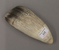 A large whales tooth