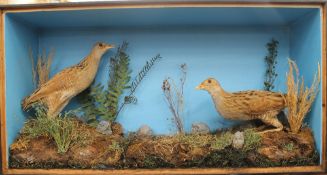 A pair of taxidermy corncrakes,