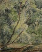 AGNES ALLEN, British, Woodland, watercolour, dated 1955,