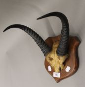 A set of horns mounted on an oak shield