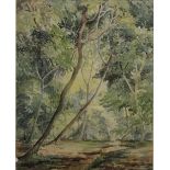AGNES ALLEN, British, Woodland, watercolour, dated 1955,