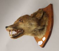 A taxidermy specimen of a fox head