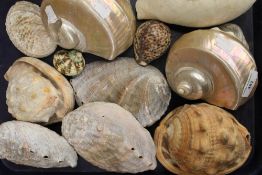 A collection of various seashells