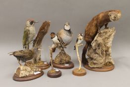 A collection of taxidermy specimens, including French partridge, mink, goldfinch, swallow,