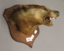 A taxidermy specimen of a badger head