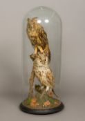 Two early 20th century preserved taxidermy specimens of Long Eared Owls (Asio otus) In a