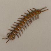 A patinated articulated one model of a centipede Naturalistically modelled. 15 cm long.