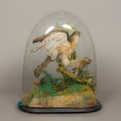 An early 20th century preserved taxidermy specimen of a Sparrow Hawk (Accipiter nisus) On a dead