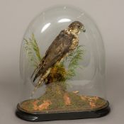An early 20th century preserved taxidermy specimen of a female Merlin (Falco colombarius) In a