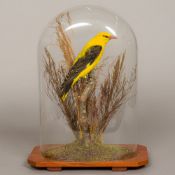 A preserved taxidermy specimen of a Golden Oriole (Oriolus oriolus) In a naturalistic setting on a