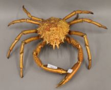 A taxidermy specimen of a large crab. 44 cm wide; 30 cm back to front.