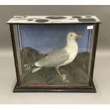 A cased taxidermy seagull