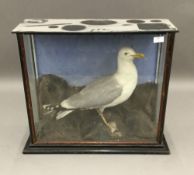 A cased taxidermy seagull