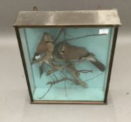 A cased pair of taxidermy jays