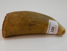 A sperm whale tooth. Base 5 cm, 13 cm high.