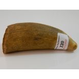 A sperm whale tooth. Base 5 cm, 13 cm high.