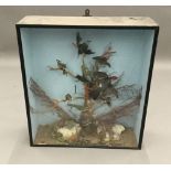 A case of taxidermy birds