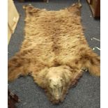 A European brown bear taxidermy rug. 260 cm long.