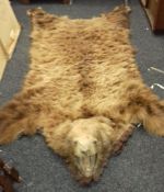 A European brown bear taxidermy rug. 260 cm long.