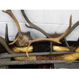 A collection of various antlers and horns