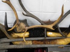 A collection of various antlers and horns