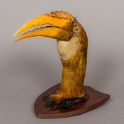 A Victorian preserved and mounted taxidermy hornbill head Mounted on a stained pine shield.
