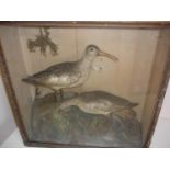 Late Victorian cased taxidermy study of two wading type sea birds in naturalistic setting (48cm x