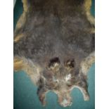 Taxidermy study of a flat headed wild boar skin