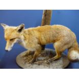 Taxidermy study of a fox mounted on an oval naturalistic setting base and wooden post (approx.