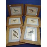 Group of six framed and mounted coloured prints of birds including lesser golden polver,