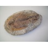 Fossilised trilobite (31cm x 22cm)