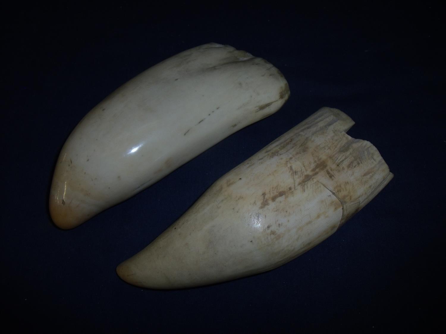 Extremely large whales tooth (overall length 7 1/2 inches) and another similar