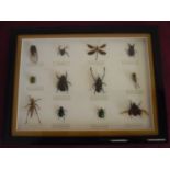 Framed and glazed preserved and mounted specimens of beetles and spiders