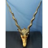 Taxidermy study head mount of an Impala