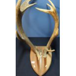 Pair of deer antler mounted on wooden shield with inset steel dagger